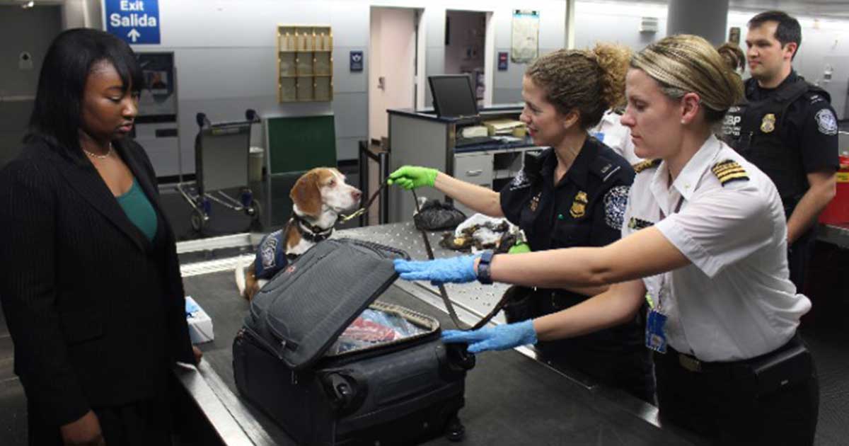 Volar con perro y gato